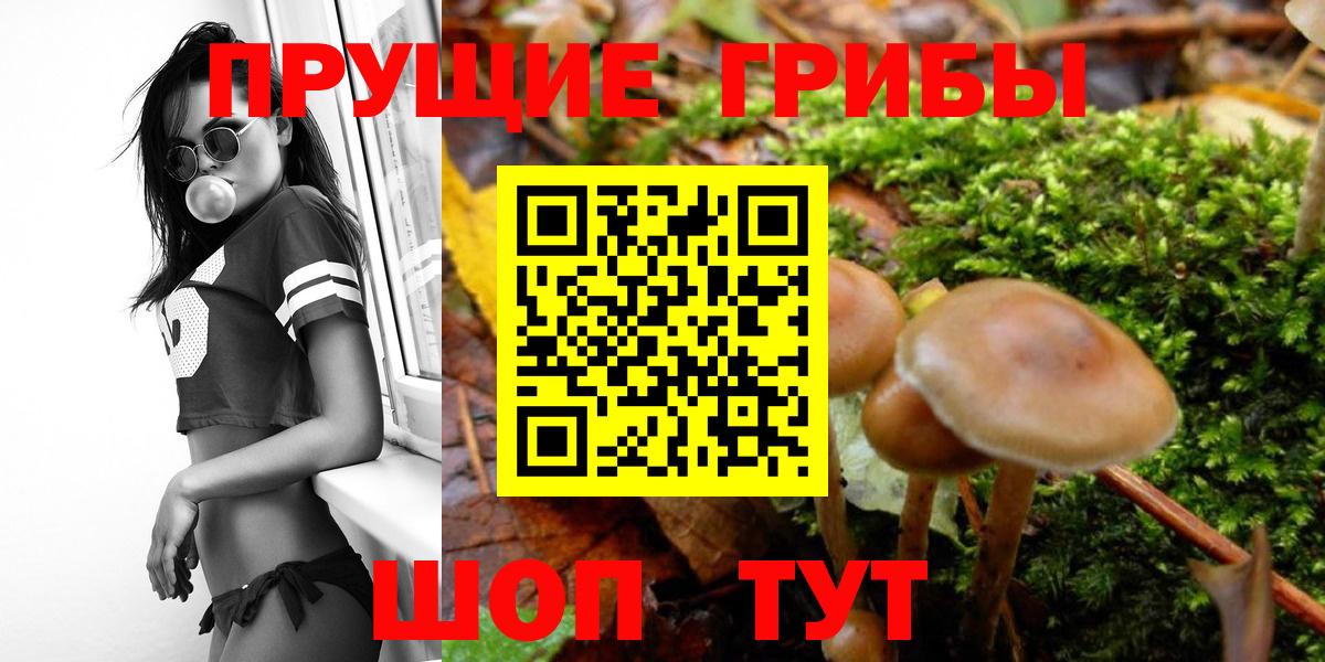 Псилоцибиновые грибы Psilocybine cubensis  Вход с VPN  Владимир 